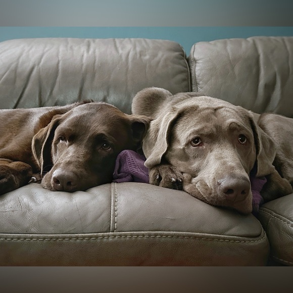 Meet the Posher - Picture 2 of 3